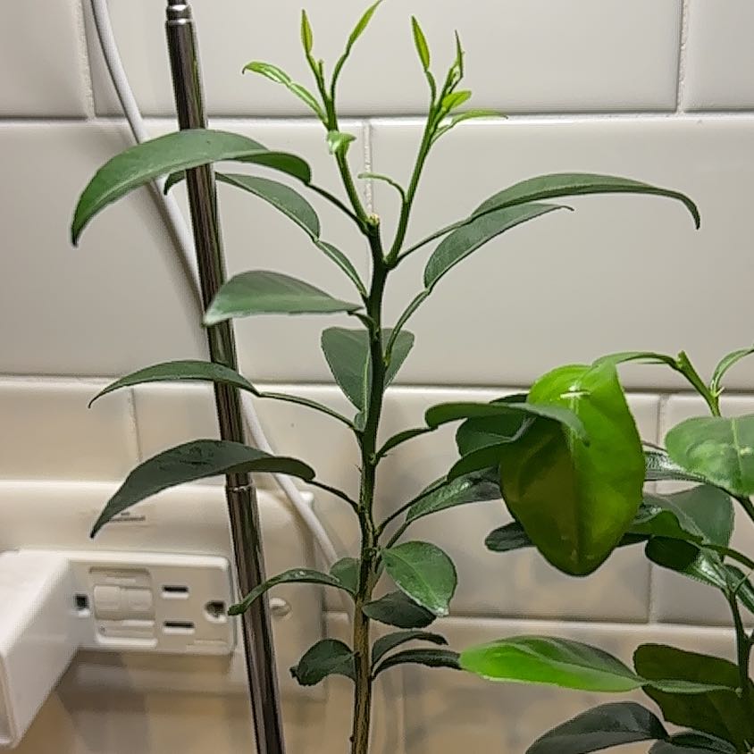 Photo of the plant species Sudachi Hybrid Yuzu by @MaximalChards named Peter Parker on Greg, the plant care app