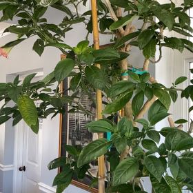 Photo of the plant species Angel's Trumpet by @AbleFlamevine named Remington on Greg, the plant care app