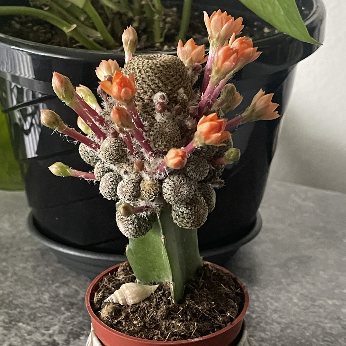 Photo of the plant species Rebutia heliosa by @claarebear named Didi on Greg, the plant care app