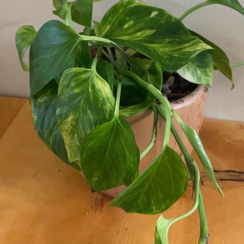Photo of the plant species Alta Voltagem Pothos by @MissingMatthew named Voltage on Greg, the plant care app
