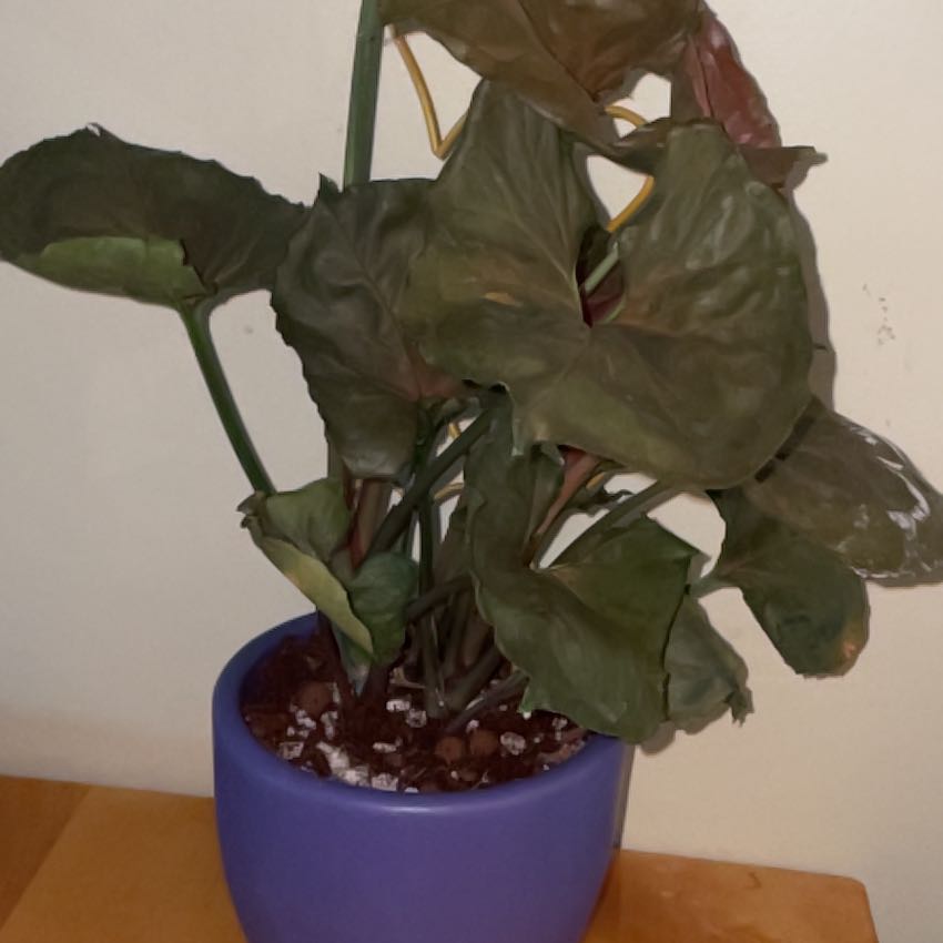 Photo of the plant species Maria Syngonium by @MissingMatthew named Maria on Greg, the plant care app