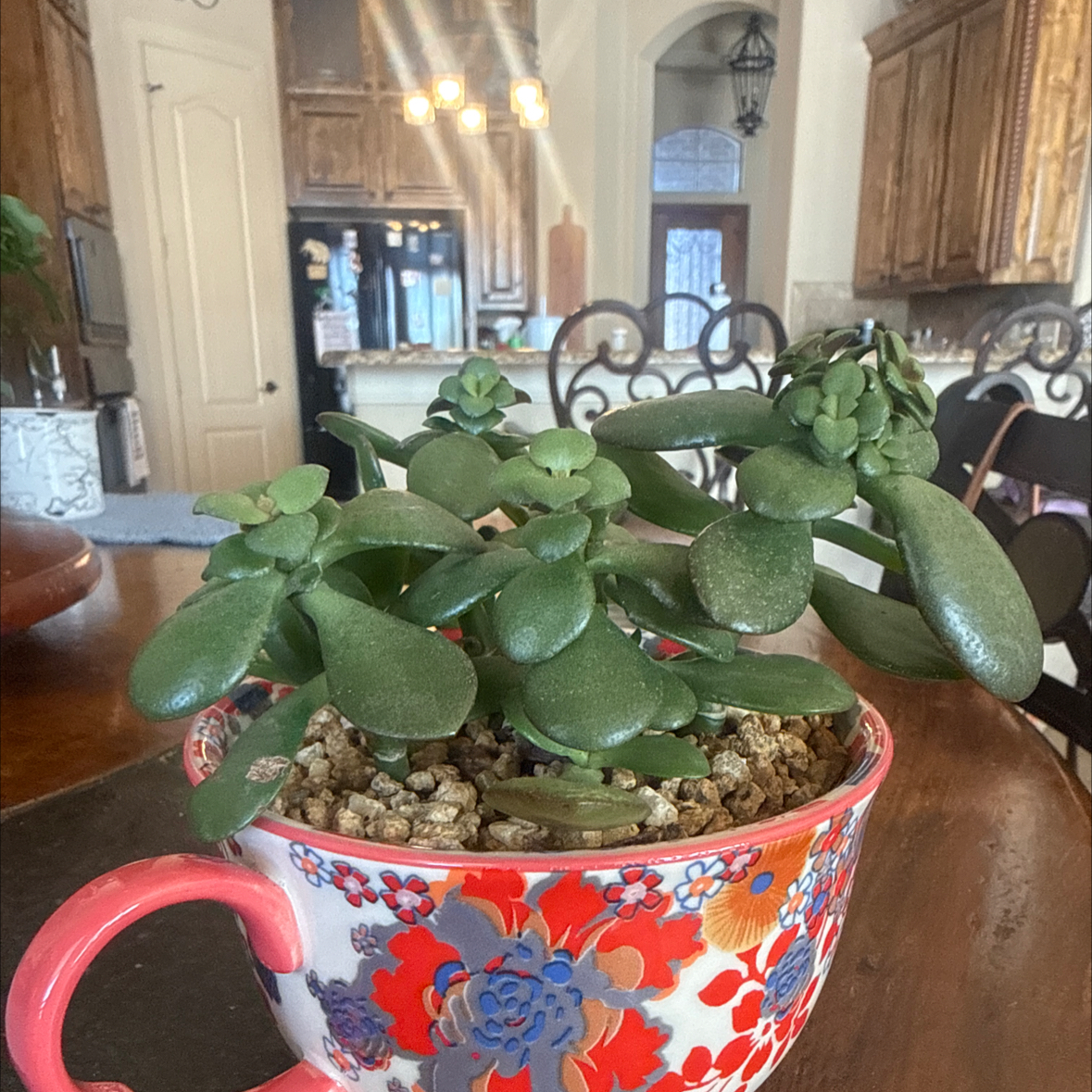 Photo of the plant species Jade Plant by @FullSpinyrush named Muhammad Ali on Greg, the plant care app