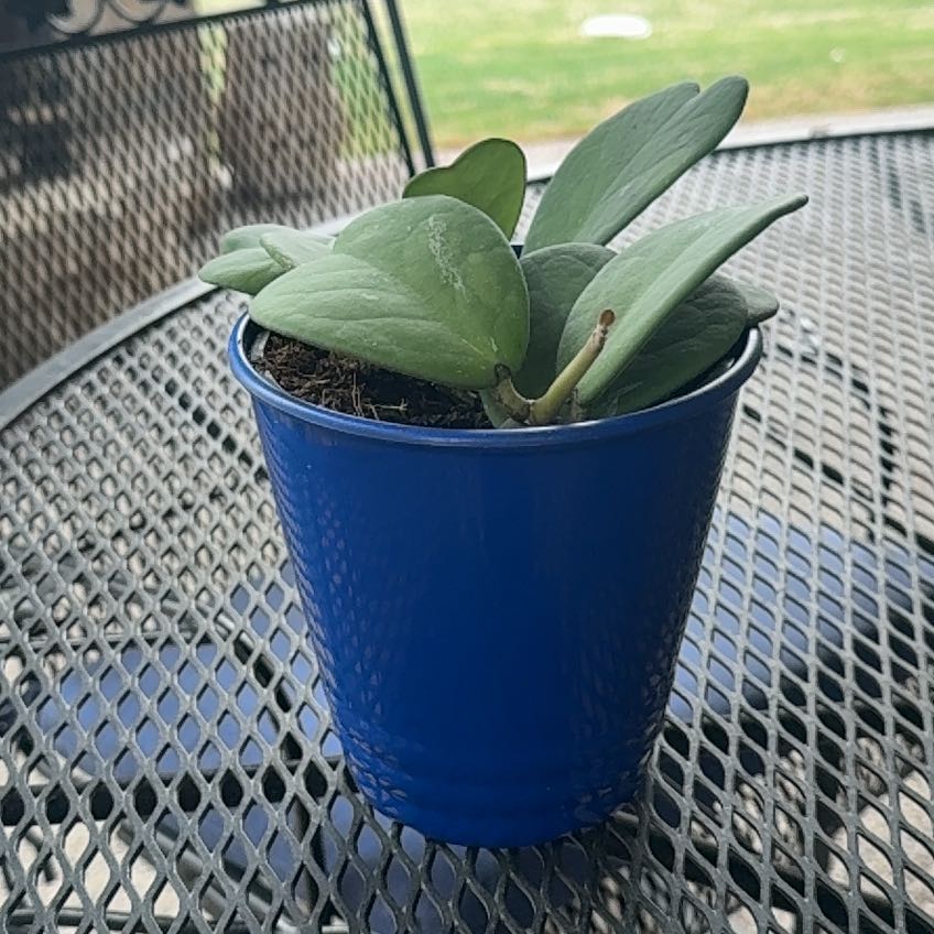Photo of the plant species Splash Sweetheart Hoya by @FullSpinyrush named Queen on Greg, the plant care app