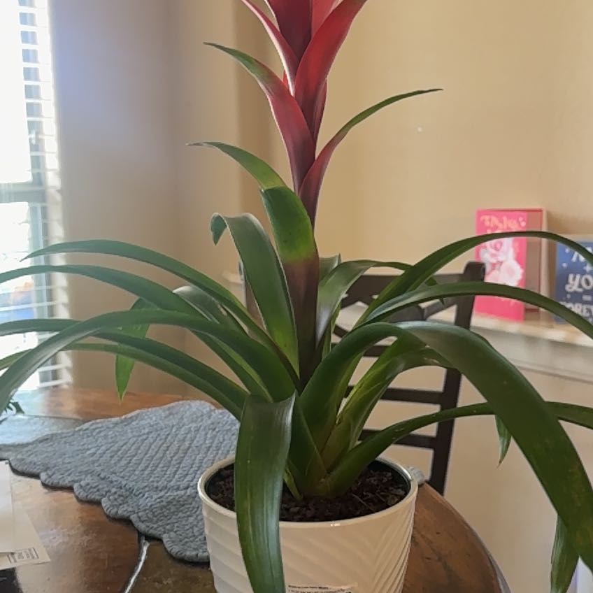 Photo of the plant species Guzmania Bromeliad by @FullSpinyrush named Tree Diddy on Greg, the plant care app