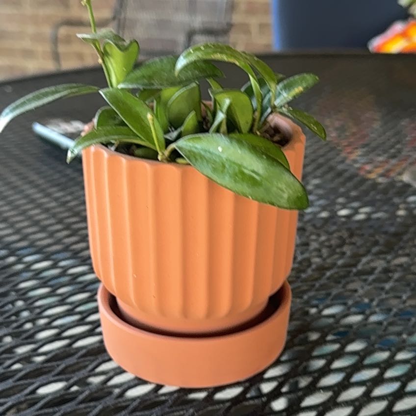 Photo of the plant species Hoya rosita 'Adrift' by @FullSpinyrush named Nithin on Greg, the plant care app