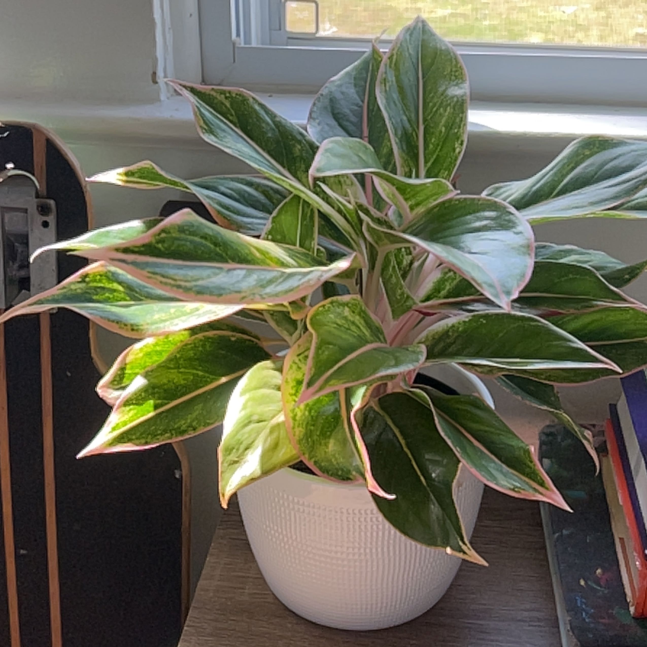 Healthy Aglaonema 'Favonian' plant in a white pot, well-framed and centered.