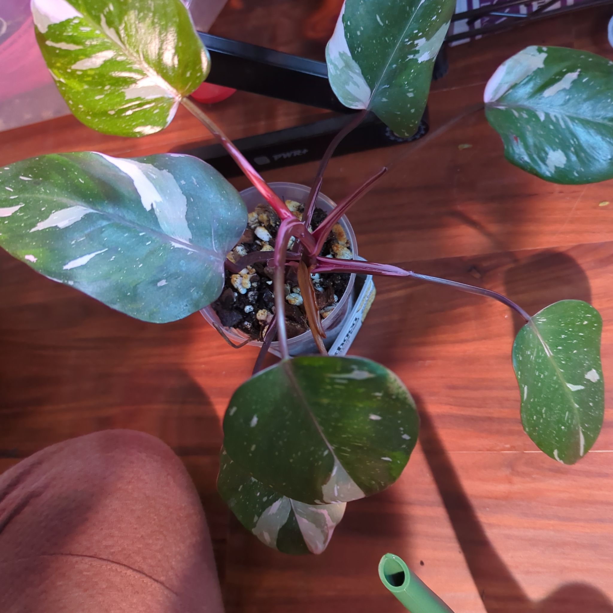 Philodendron Red Anderson plant with variegated leaves in a pot, visible soil.