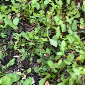 Photo of the plant species Beach Moning Glory by @SpeedyFuscia named Bodhi on Greg, the plant care app
