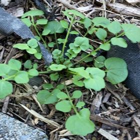 Photo of the plant species Hairy Bittercress by @SpeedyFuscia named Winston on Greg, the plant care app