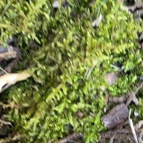 Photo of the plant species Cypress-Leaved Plait Moss by @SpeedyFuscia named Beckham on Greg, the plant care app