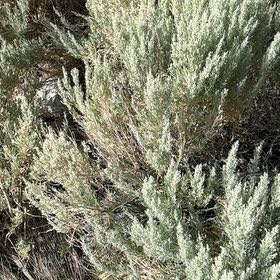 Photo of the plant species Sage Brush by @SpeedyFuscia named McKinley on Greg, the plant care app