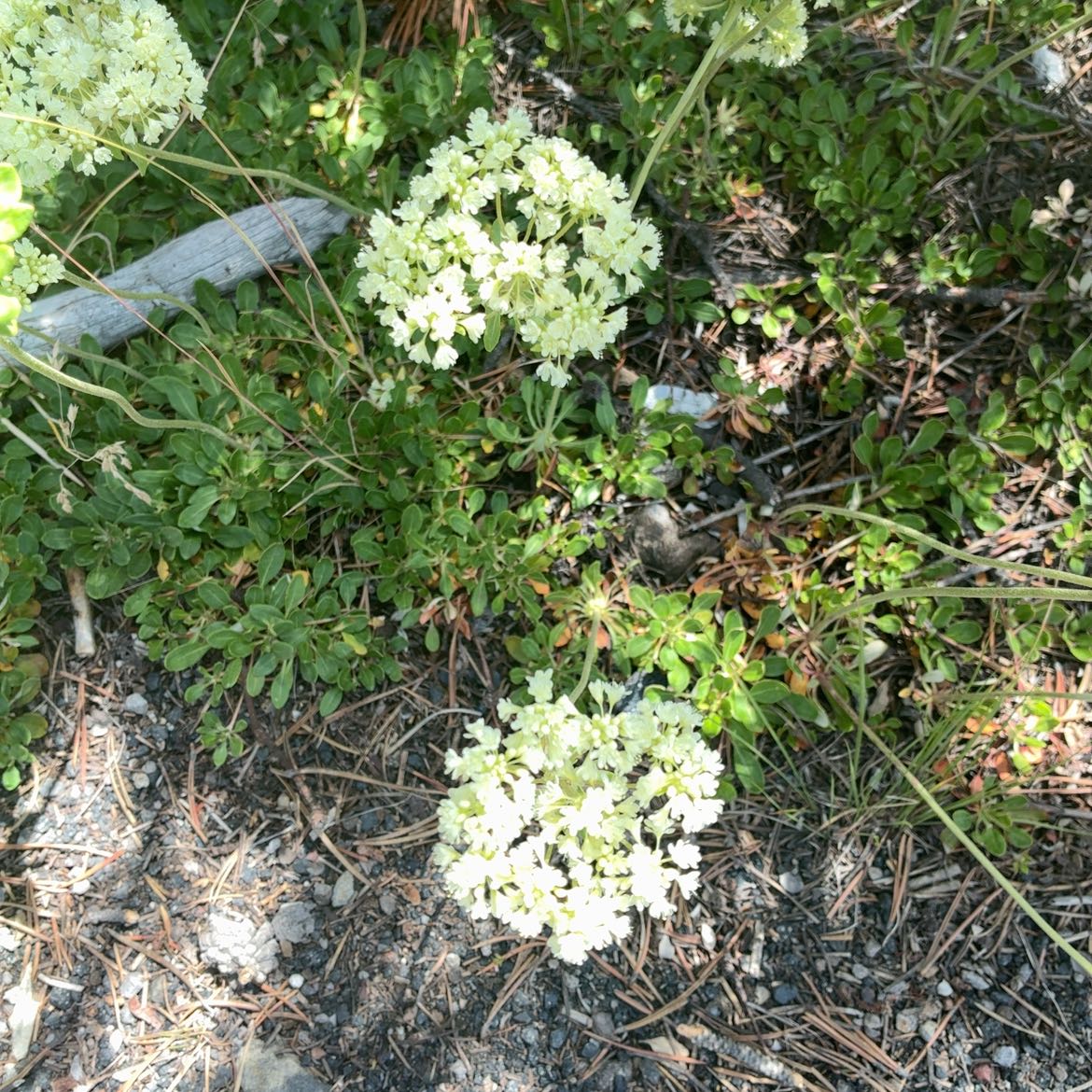 Photo of the plant species Crithmum Maritimum by @SpeedyFuscia named Forrest on Greg, the plant care app