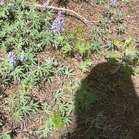 Photo of the plant species Lupinus Perennis by @SpeedyFuscia named Sahara on Greg, the plant care app