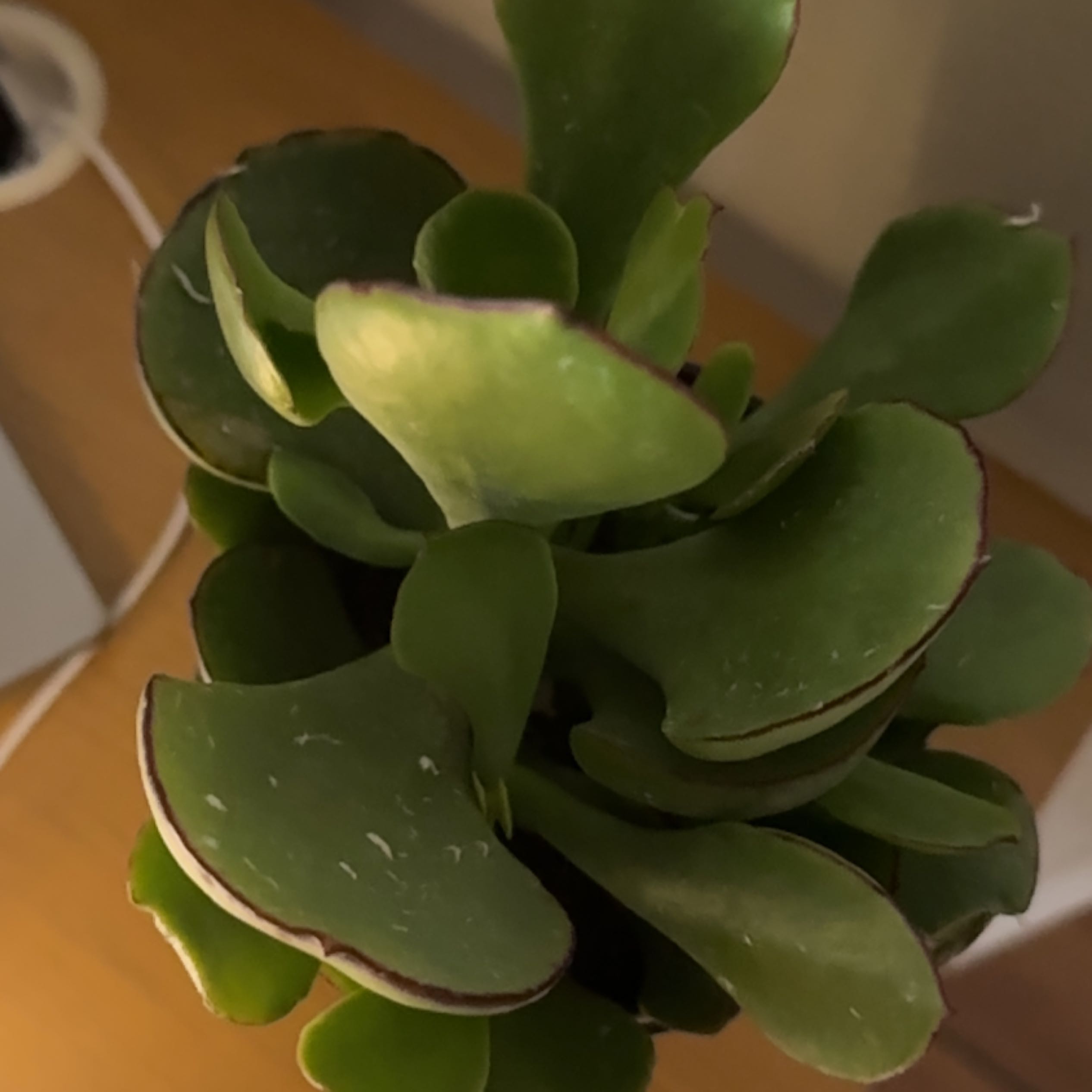 Cotyledon 'Mint Truffles' succulent with thick green leaves and reddish edges.
