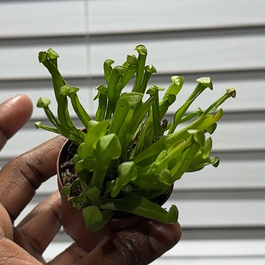 A healthy Yellow Pitcher Plant held by a hand, with vibrant green leaves.