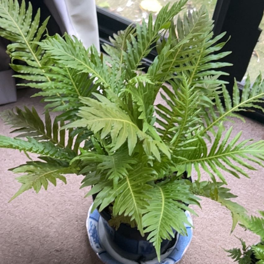 Photo of the plant species Silver Lady Fern by @FernFrenzy named Günter on Greg, the plant care app