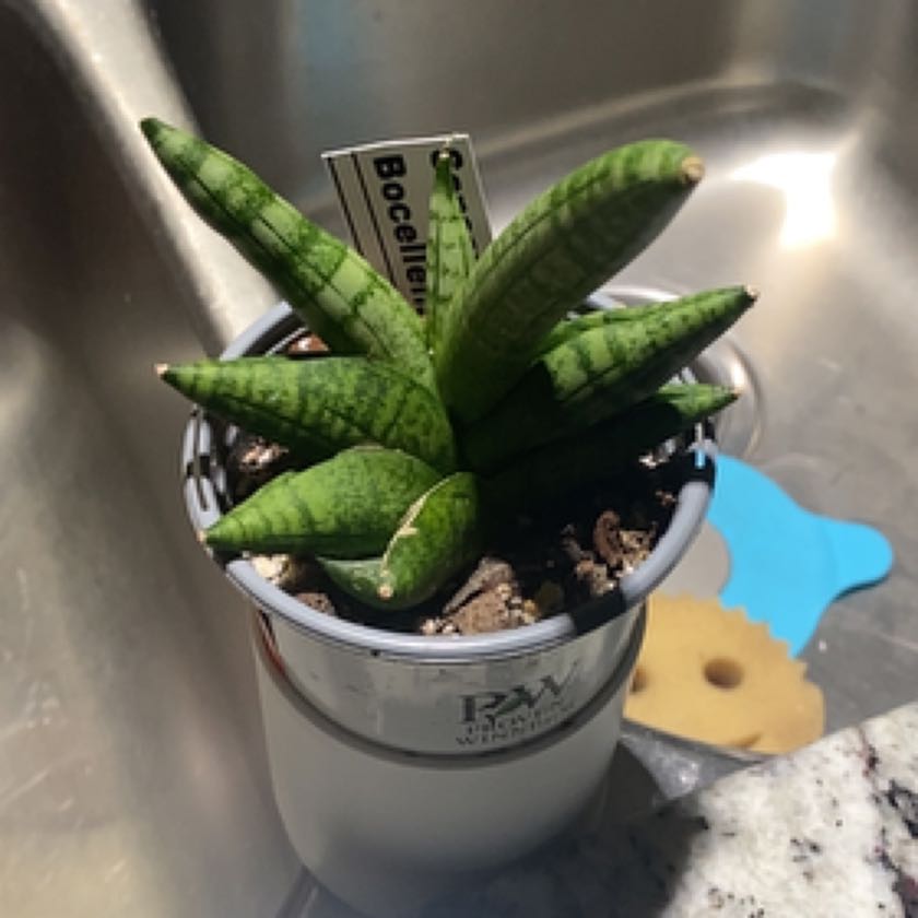 Photo of the plant species Starfish Snake Plant by @KnowableSalad named Gomez on Greg, the plant care app