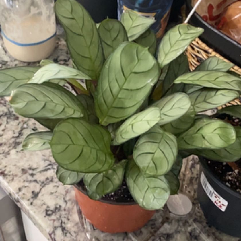 Photo of the plant species Prayer Plant by @KnowableSalad named ChloroPhil on Greg, the plant care app