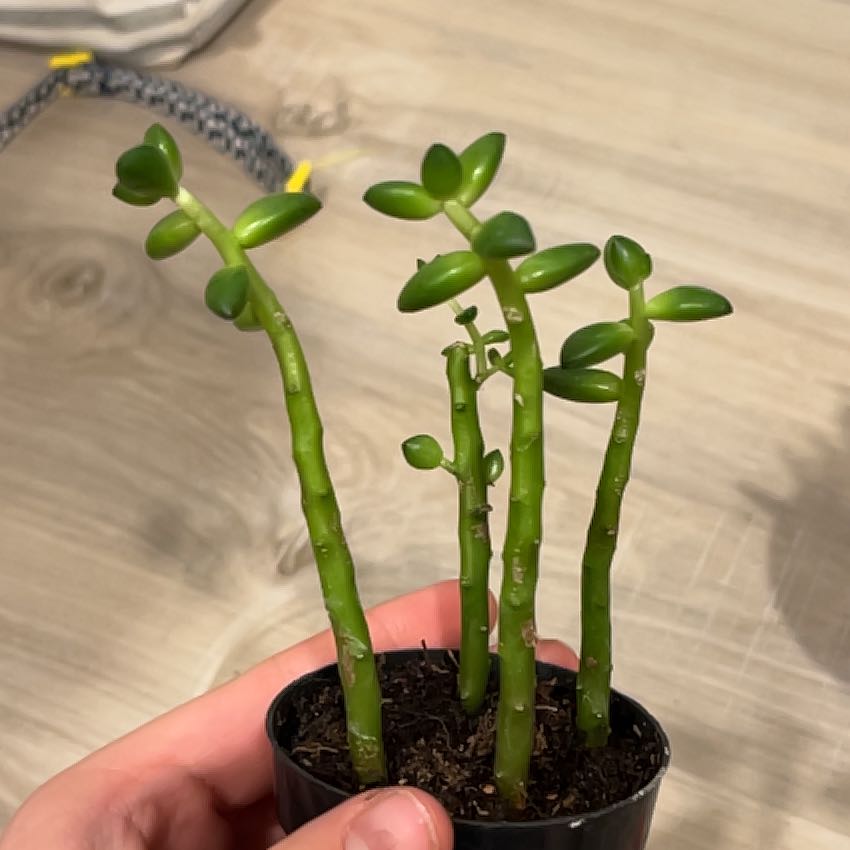 Sedeveria 'Jet Beads' plant with green stems and leaves in a small pot.