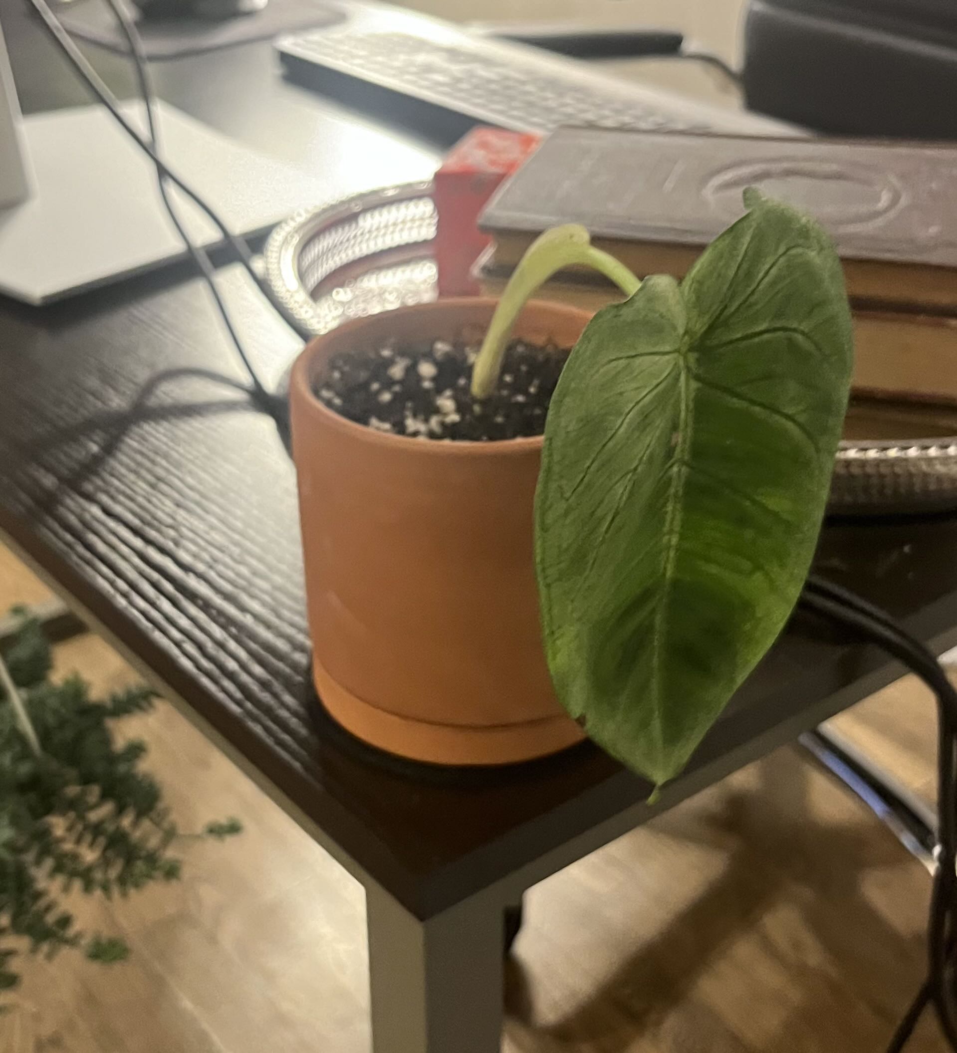 Photo from the post