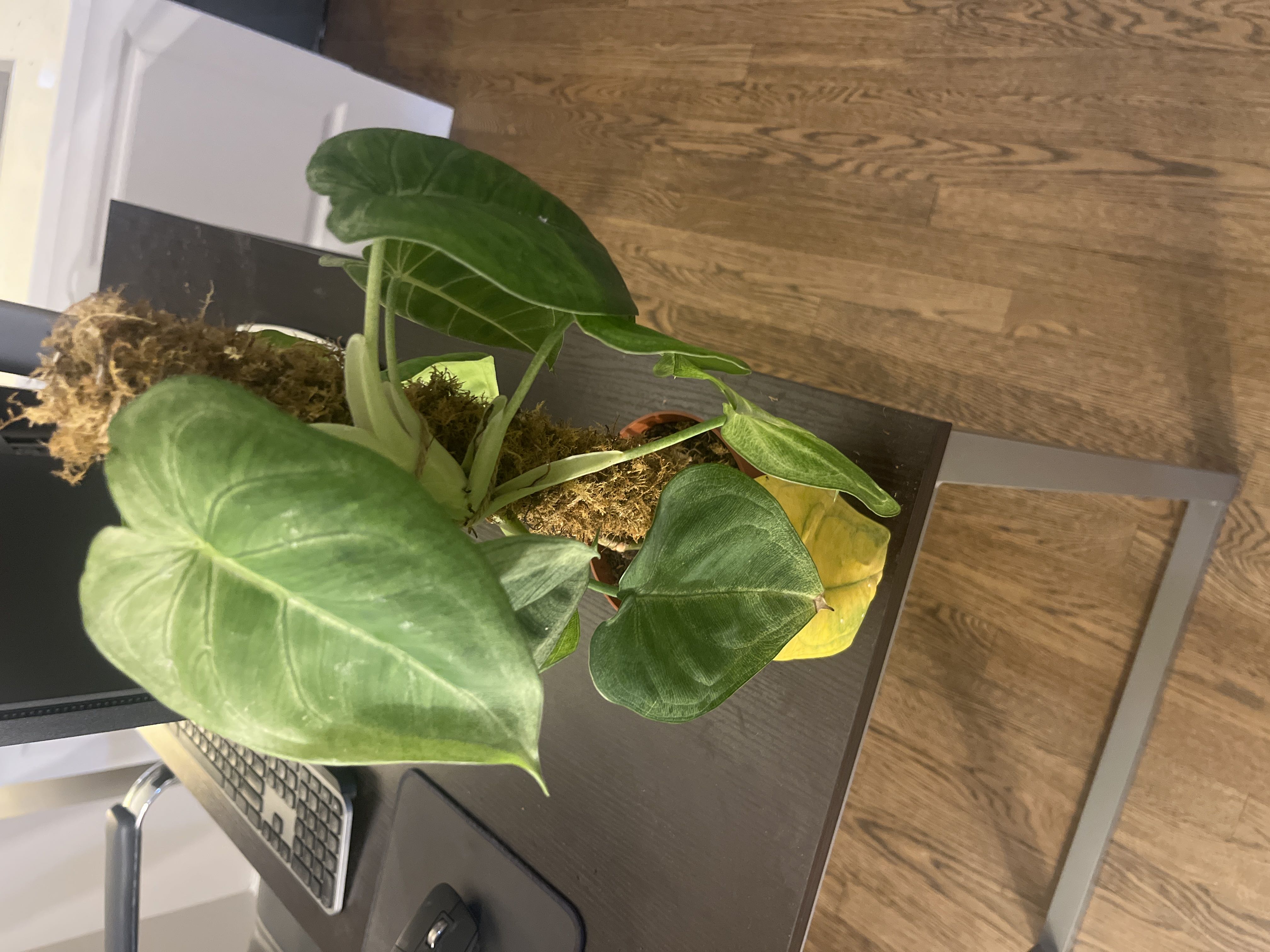 Photo from the post