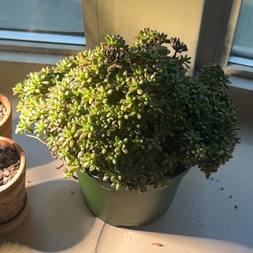 Photo of the plant species Dwarf Aeonium by @ZealfulBearcorn named Walt on Greg, the plant care app