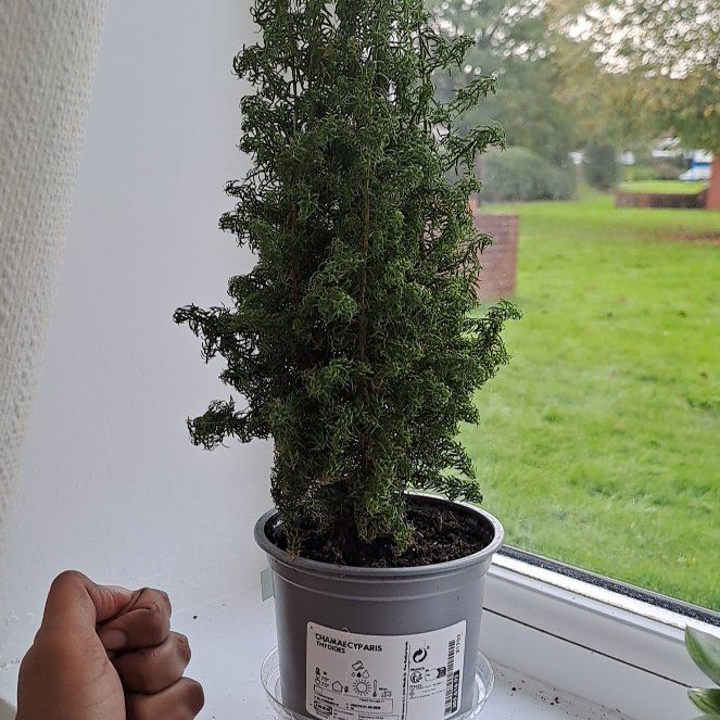 Photo of the plant species Plum Cedar by @GaietySwampbay named Forest on Greg, the plant care app