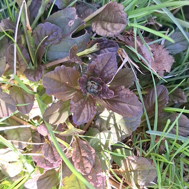 Photo of the plant species Blue Bugle by @MindfulCanna named Madonna on Greg, the plant care app