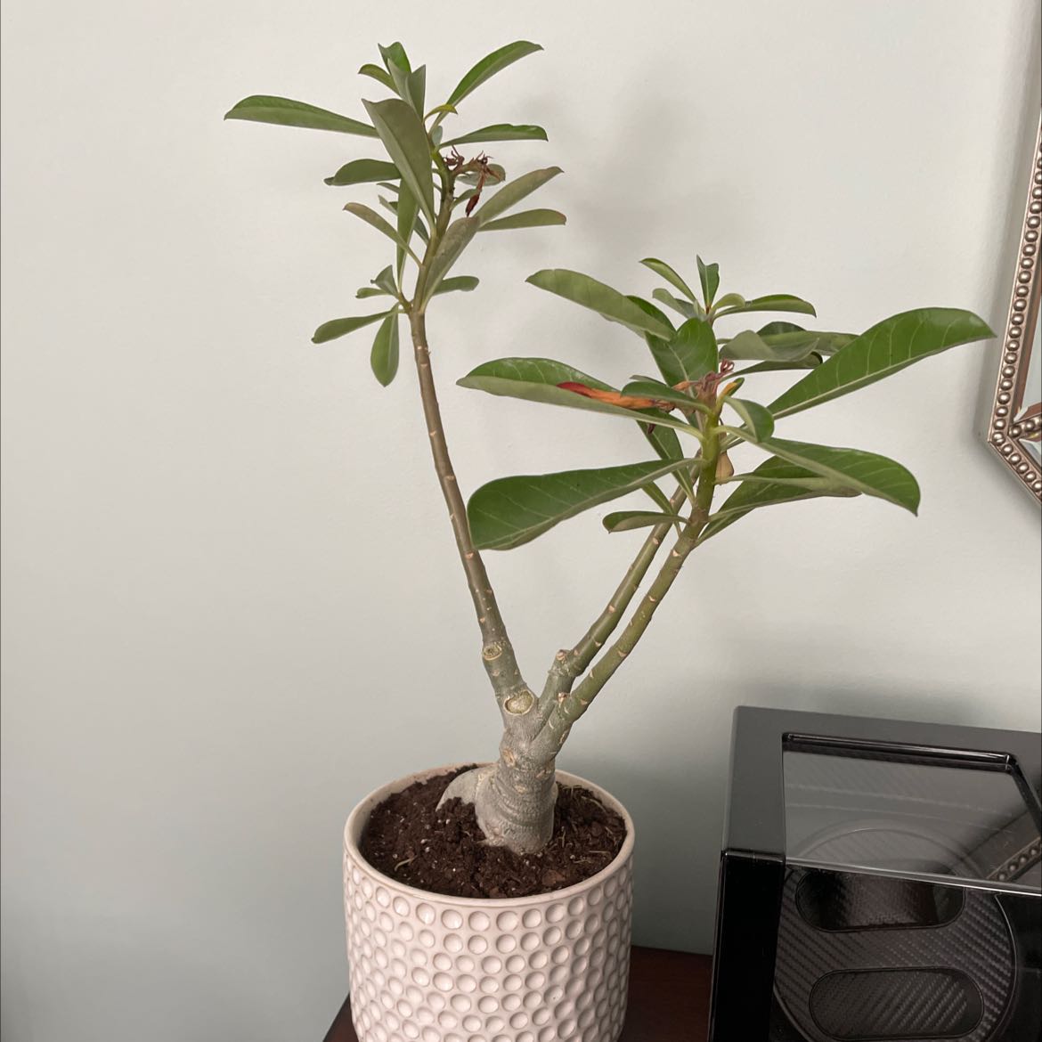 fertilizer for desert rose plants