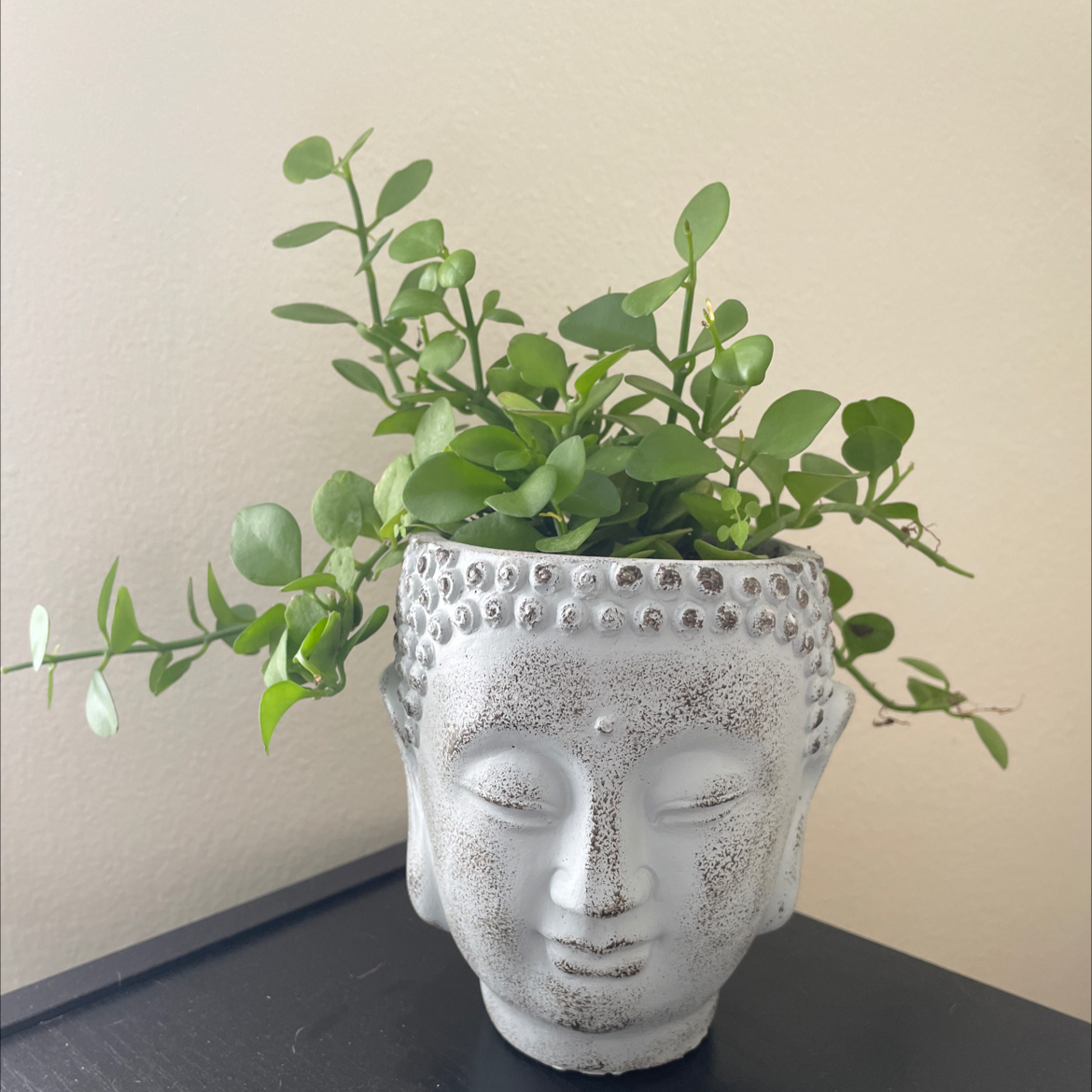 Photo of the plant species Dischidia 'Green Cascade' by @VocalMaylily named Raya on Greg, the plant care app