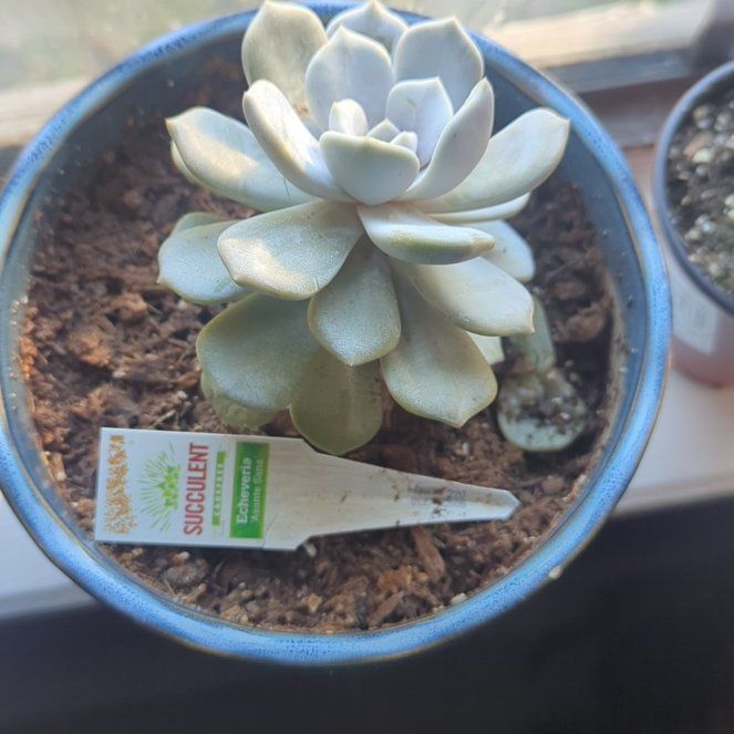Photo of the plant species Fairy Wash Echeveria by @FlyingMangotree named Daphne on Greg, the plant care app
