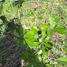 Photo of the plant species Possom-Haw Holly by @KnightBiancini named Forrest on Greg, the plant care app