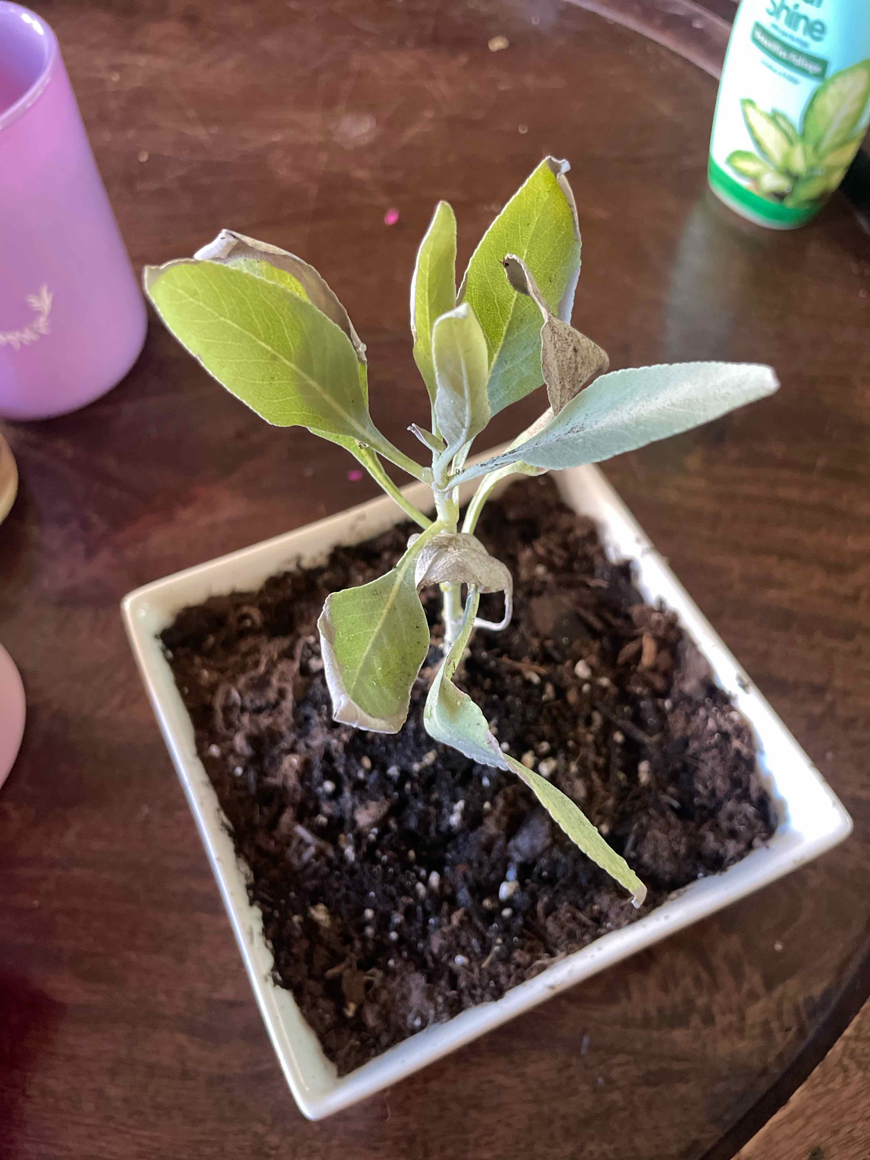 Potted White Sage plant with some yellowing and browning leaves in a small square pot.