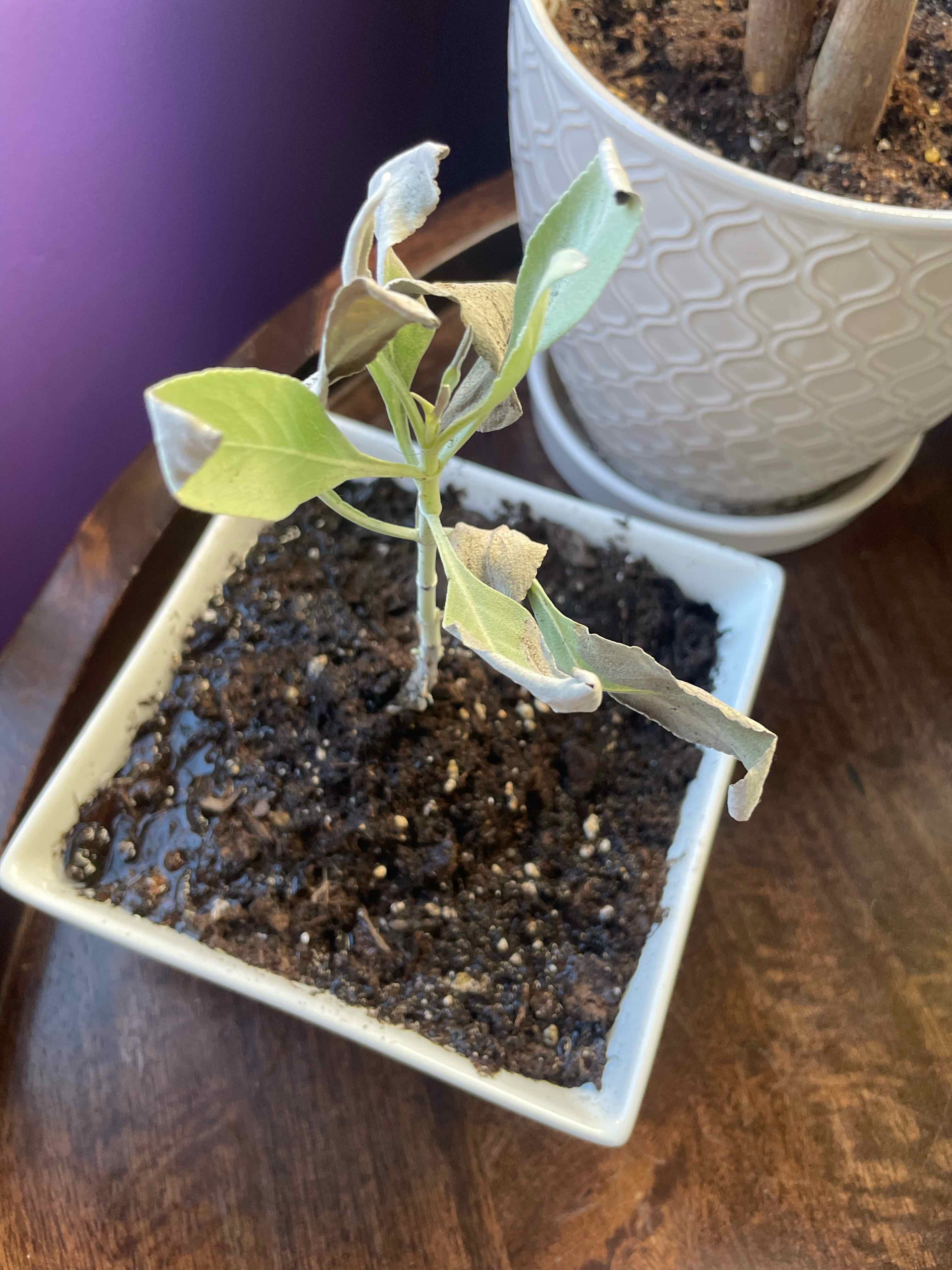 Why Are There Brown Spots on My White Sage Leaves?