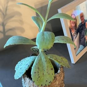 Photo of the plant species kalanchoe Partridge by @UniqueDuncecap named Surya on Greg, the plant care app