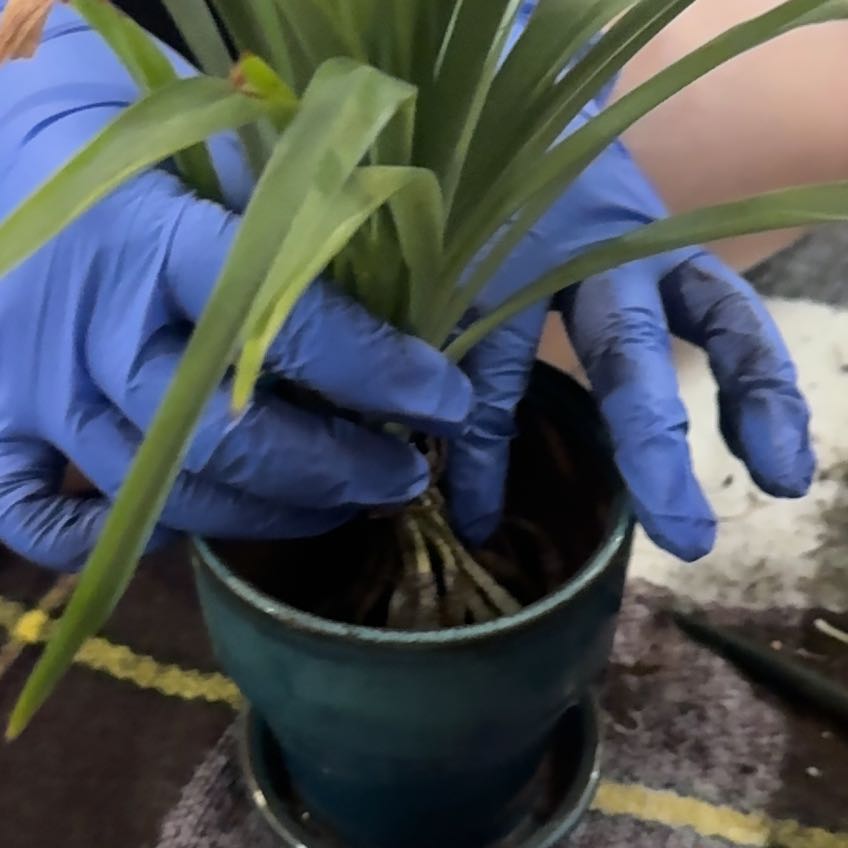 Photo of the plant species Beach Spiderlily by @AffluentMullein named Shakira on Greg, the plant care app