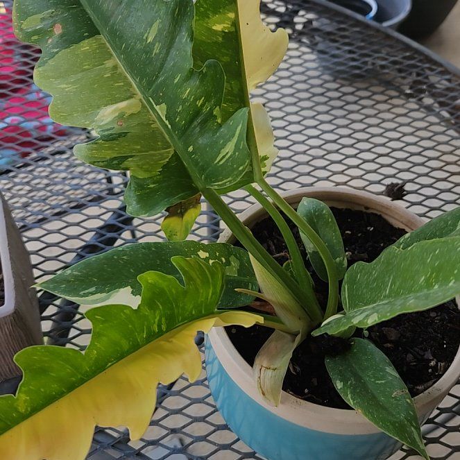 Photo of the plant species Variegated Philodendron Xanadu by @GrandWaxflower named Bryce on Greg, the plant care app