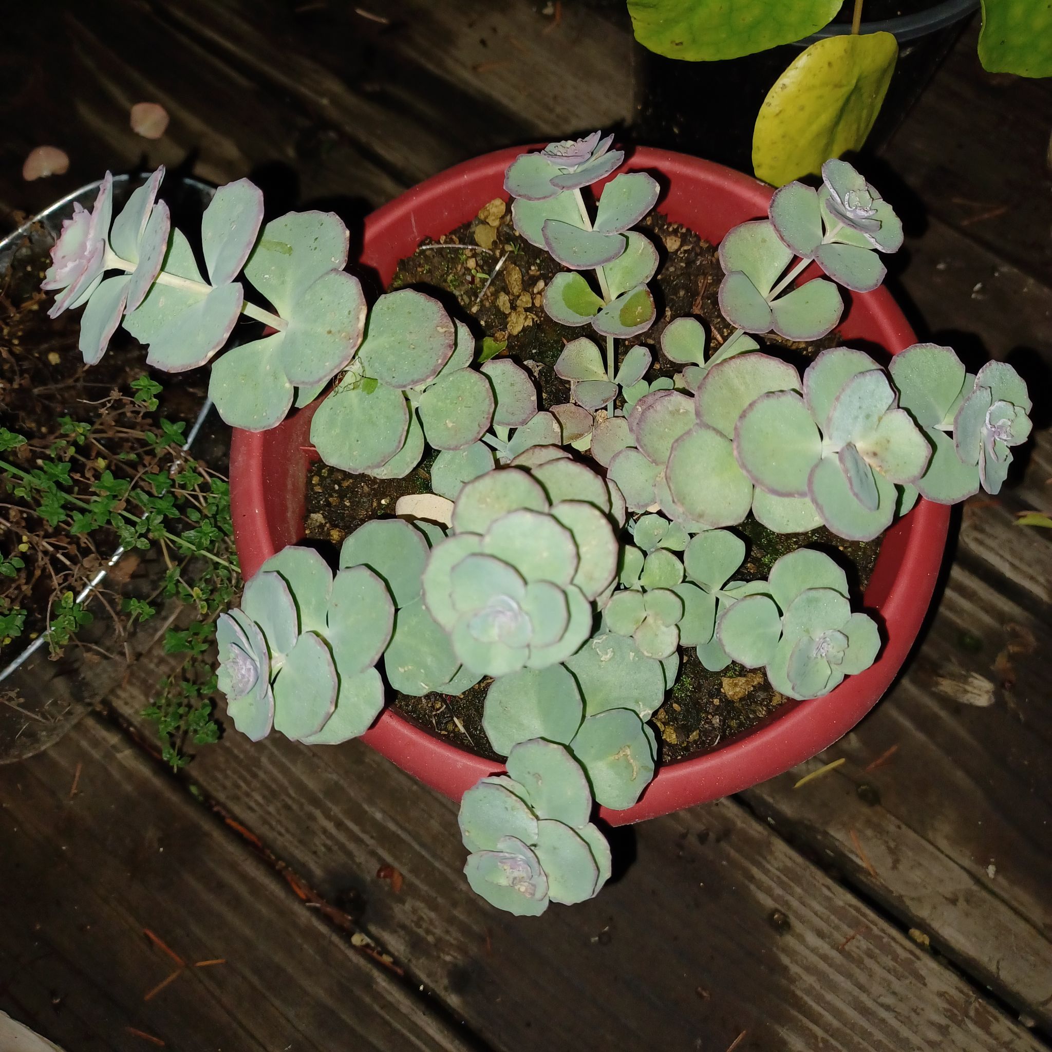 Potted October Daphne plant with round, succulent leaves, appears healthy.