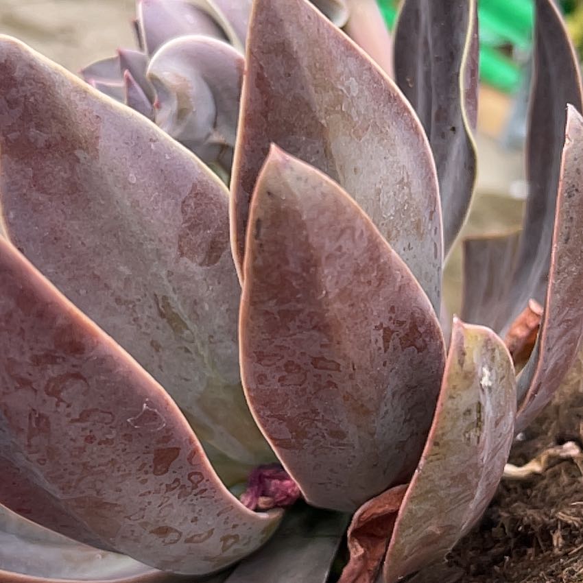 Close-up of a San Gabriel River Dudleya succulent with purplish leaves and slight browning at the tips.