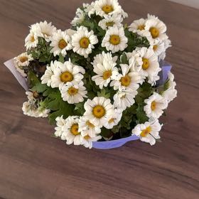 Photo of the plant species Feverfew by @SteamyCherryred named Cleopatra on Greg, the plant care app