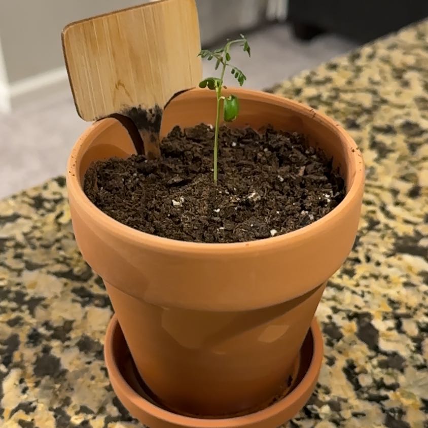 Photo of the plant species Jacaranda by @ZealousBrushbox named Keanu Leaves on Greg, the plant care app