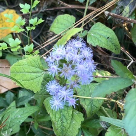 Photo of the plant species Blue Mistflower by @DesiredBibi named McKinley on Greg, the plant care app