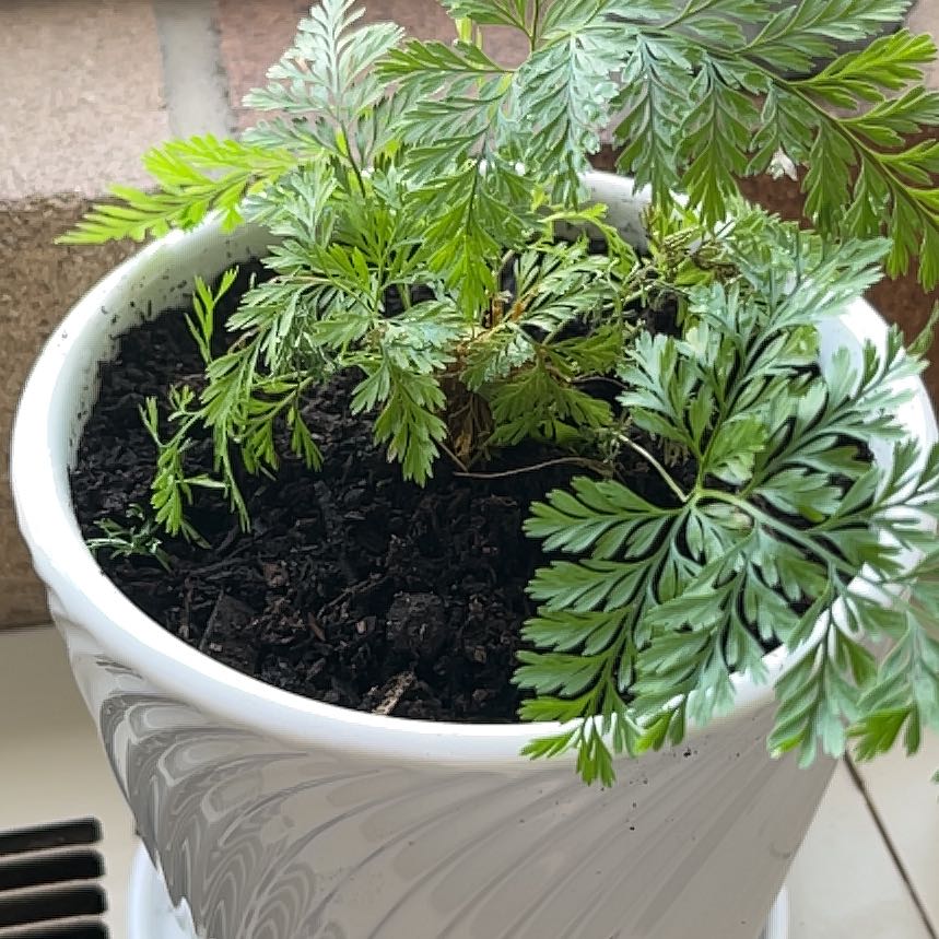 Davallia Fern in a white pot with healthy green leaves and visible soil.