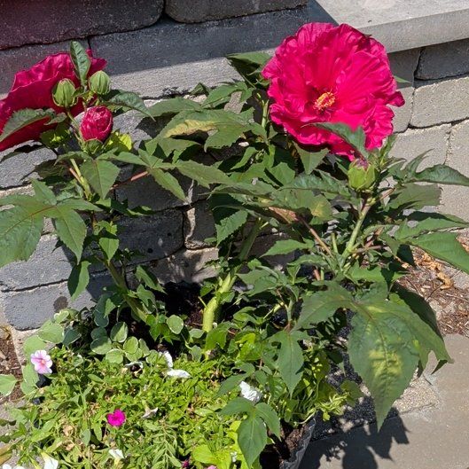 Photo of the plant species Scarlet Hibiscus by @UnerringLychee named Clooney on Greg, the plant care app