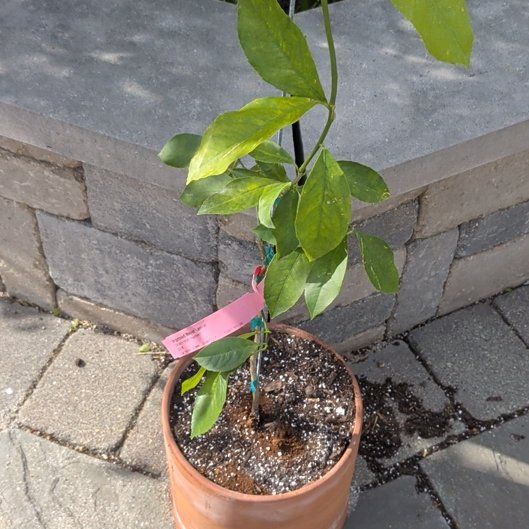 Photo of the plant species Improved Meyer Lemon by @UnerringLychee named Diana on Greg, the plant care app
