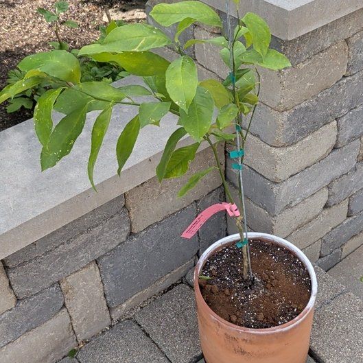 Photo of the plant species Improved Meyer Lemon by @UnerringLychee named Madonna on Greg, the plant care app