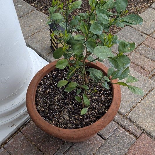 Photo of the plant species Mini Orange Tree by @UnerringLychee named Ulysses S Plant on Greg, the plant care app