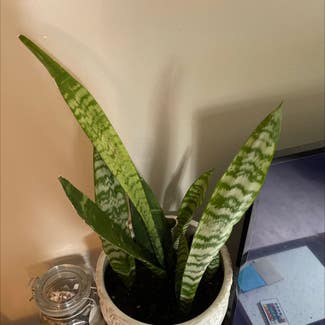 Snake Plant plant in New Milford, Connecticut