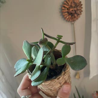 Jade plant in New Milford, Connecticut
