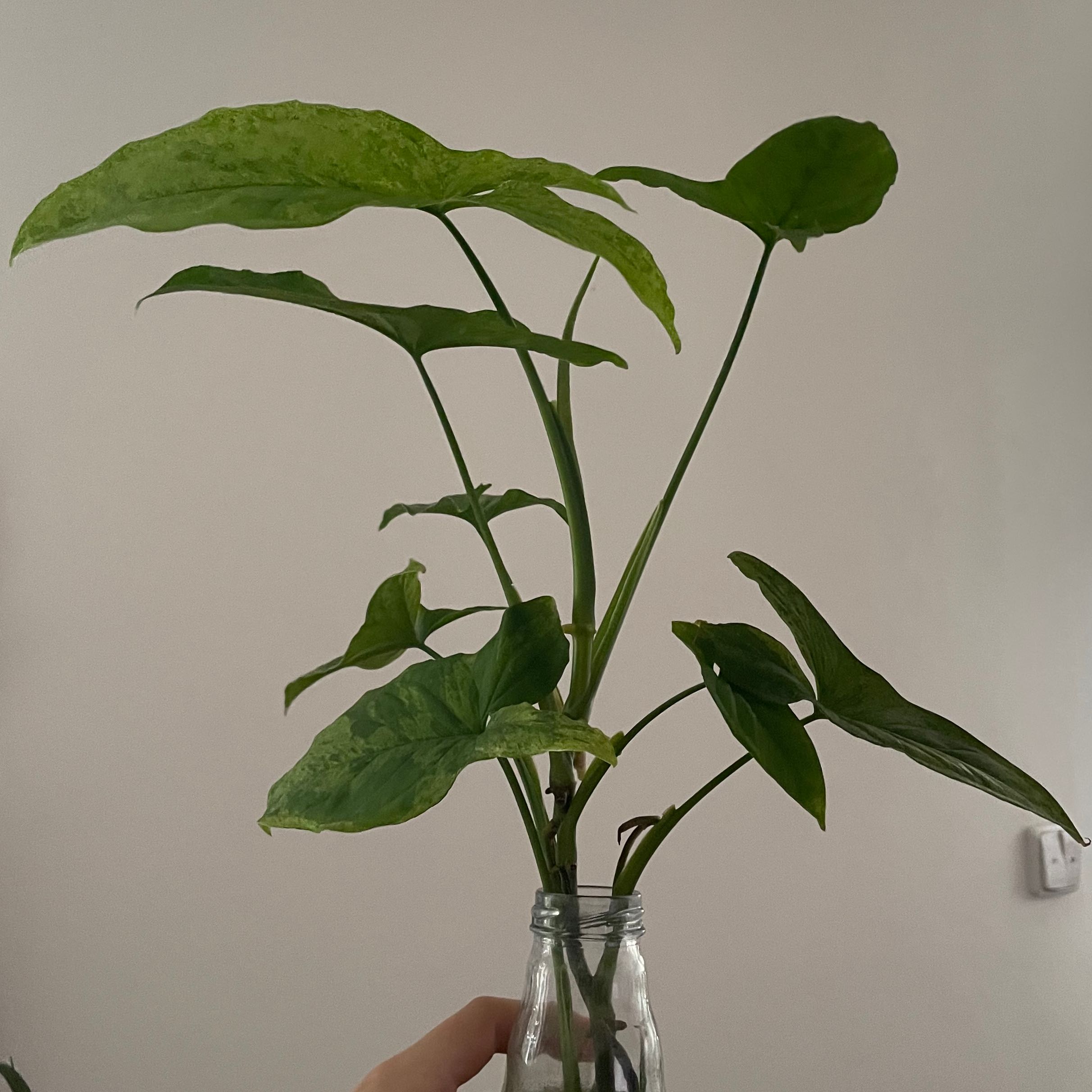 Photo of the plant species sygonium pixie by @AffableCostmary named Treeyoncé on Greg, the plant care app